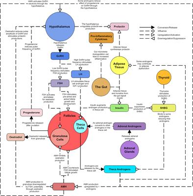 A review of the hormones involved in the endocrine dysfunctions of polycystic ovary syndrome and their interactions